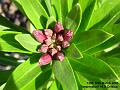 2005-0318wallflower