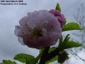2005-0322peppertree