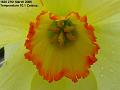 2005-0327daffscloseup