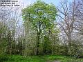 2005-0401CannonHill