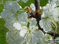 2005-0403blossom