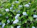 2005-0409blueflowers