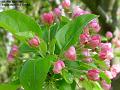 2005-0410crabapple