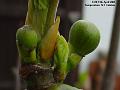 2005-0413figs