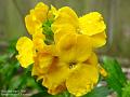 2005-0414wallflower