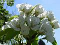 2005-0417pearblos