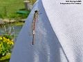 2005-0421damsel