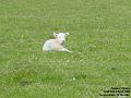 2005-0422lamb