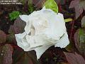 2005-0426whiteflower
