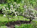 2005-0427appleblossom