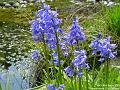 2005-0430bluebells