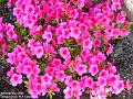 2005-0506azelea
