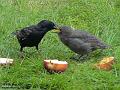 2005-0514starling