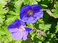 2005-0515blueflowers