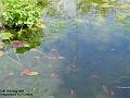2005-0517pond