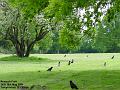 2005-0518rooks