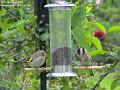 2005-0520gfinches