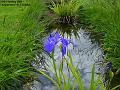 2005-0521irises