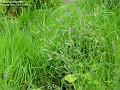 2005-0522grasses