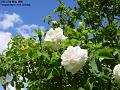 2005-0523whiterosw