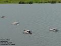 2005-0524rushmereducks