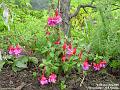 2005-0702fuschias