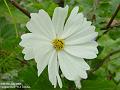 2005-0705cosmos