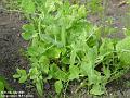 2005-0706Peas