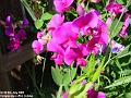 2005-0709SweetPea