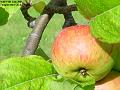 2005-0711apple