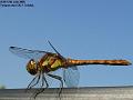 2005-0712dragon
