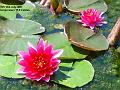 2005-0712lily