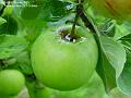 2005-0727apples