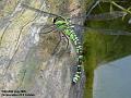 2005-0728dragonfly