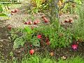 2005-0803apples