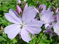2005-0804flower