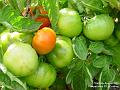 2005-0806toms