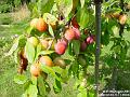 2005-0808Victoria_Plum