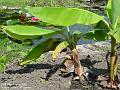 2005-0810banana