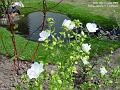 2005-0811hibiscus