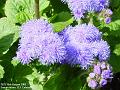 2005-0815bueflowers