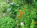 2005-0818perenniala