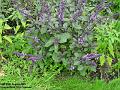 2005-0820basil