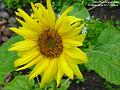 2005-0822sunflower