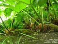 2005-0826wisleyrhubarb