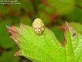 2005-0829ladybirdthing