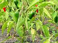 2005-0903chilli