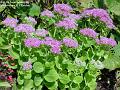2005-0904brassica