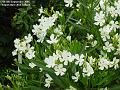 2005-0905_Oleander