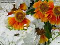 2005-0906flowersbee